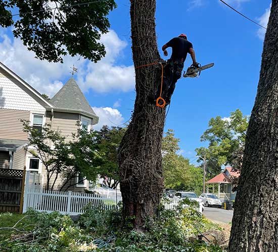 The Hidden Dangers Of DIY Tree Cutting Why Professionals Matter